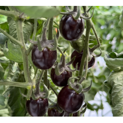 Pomidorai 'Nightshade' F1