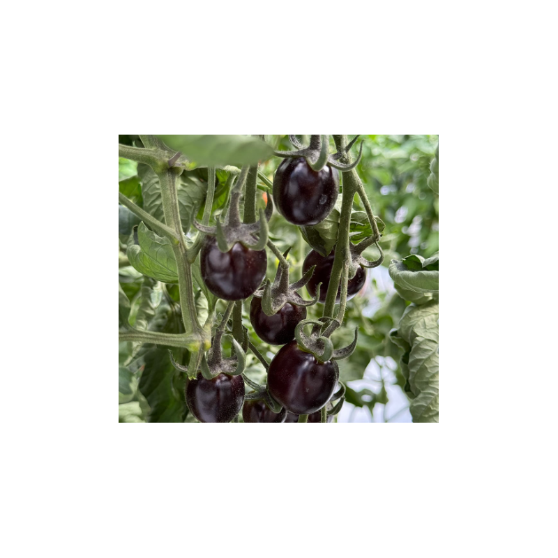 Pomidorai 'Nightshade' F1