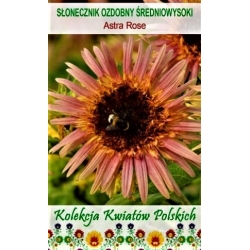 Saulėgrąžos Astra Rose