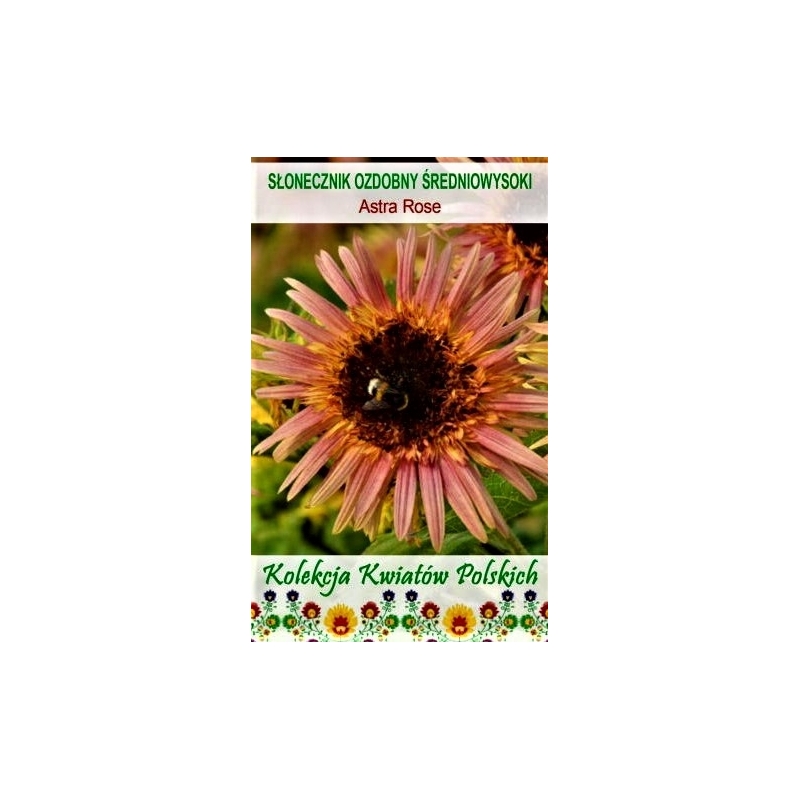 Saulėgrąžos Astra Rose