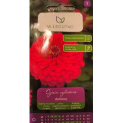 Puikiosios gvaizdūnės Scarlet Flame