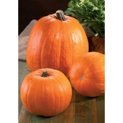 Moliūgai muskusiniai Howden (Halloween)  50gr