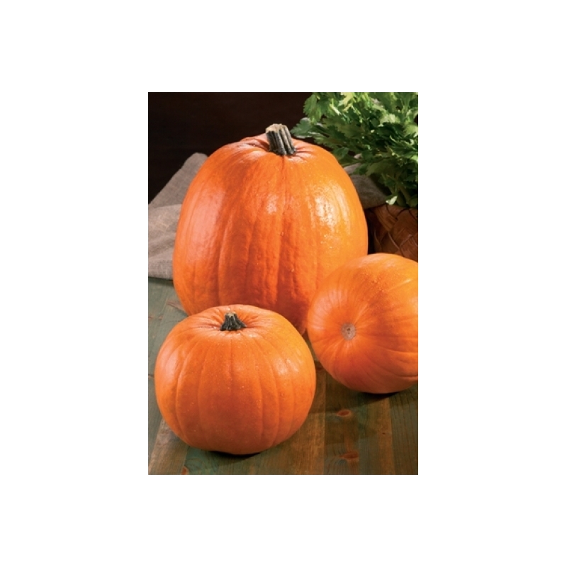 Moliūgai muskusiniai Howden (Halloween)  50gr