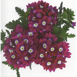 verbenos Luzifer  0,3gr