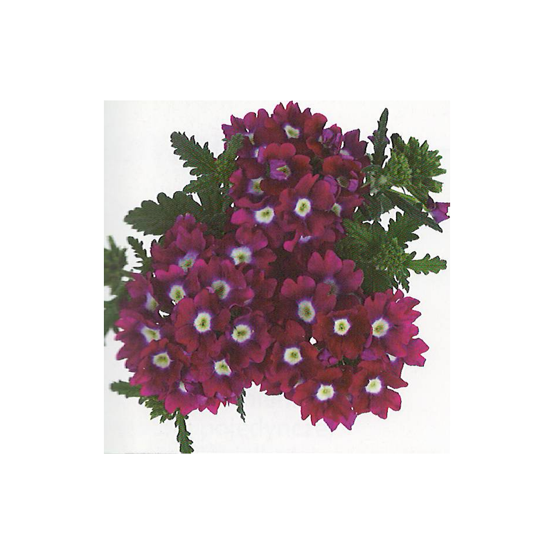 verbenos Luzifer  0,3gr