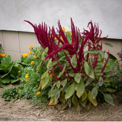 Šluotinis burnotis Pygmy Torch 2gr