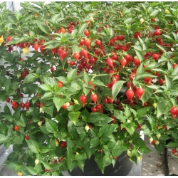 Datulinės paprikos Button Red  10s