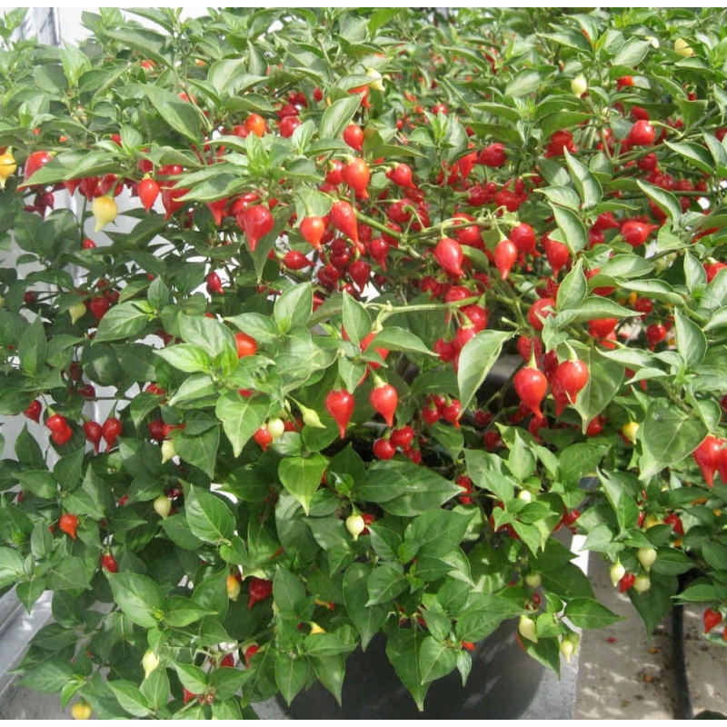 Datulinės paprikos Button Red  10s