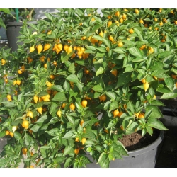 Datulinės paprikos Button Yelow  10s