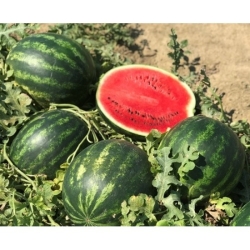 Arbūzas Splendor F1 5s