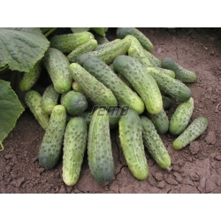 Agurkai Bara F1 100 s