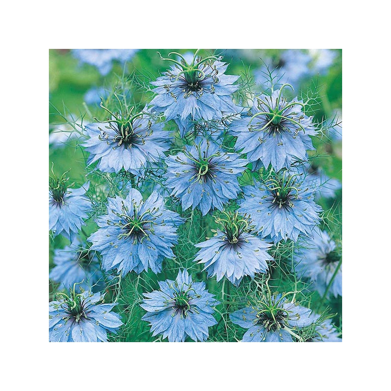 Juodgrūdė Miss Jekyll Blue  1gr