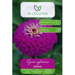 Puikioji gvaizdūnė Violet Queen  1gr