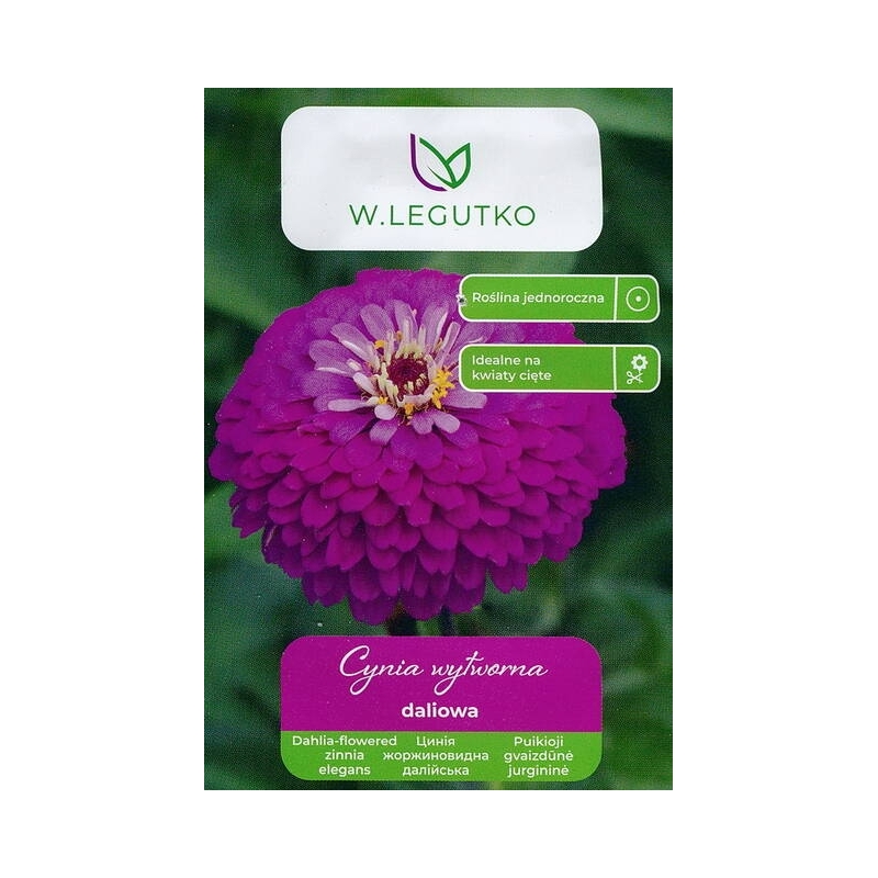Puikioji gvaizdūnė Violet Queen  1gr