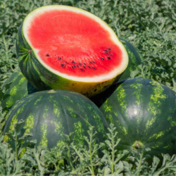 Arbūzas Mirto H 100s