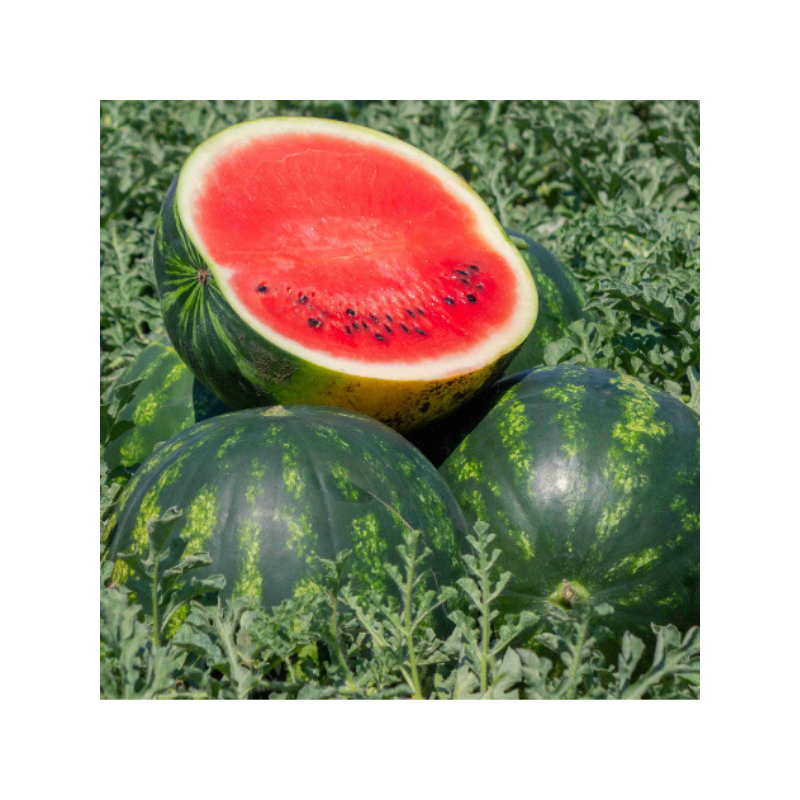 Arbūzas Mirto H 100s