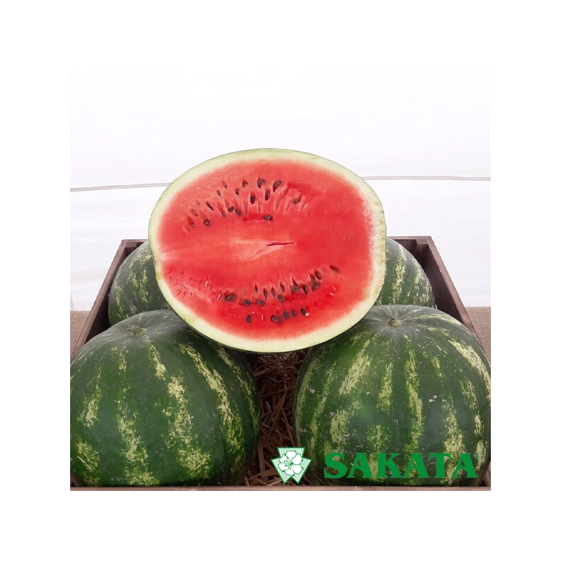 Arbūzai Leonardo F1  50s