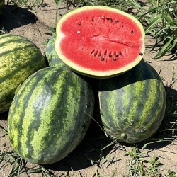 Arbūzai Sensei F1  50s.