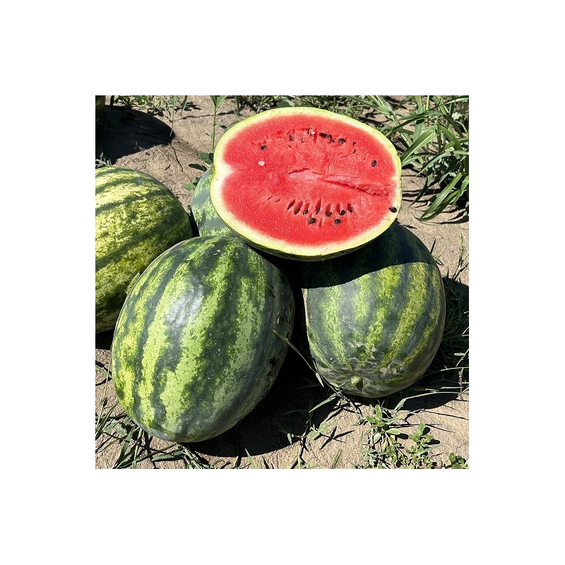 Arbūzai Sensei F1  50s.