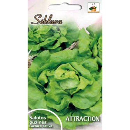 Sėjamosios salotos  Attraction  1g.