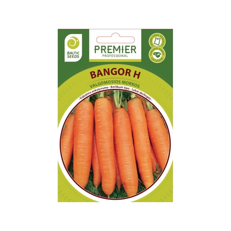 Morkos BANGOR H, 600 sėklų