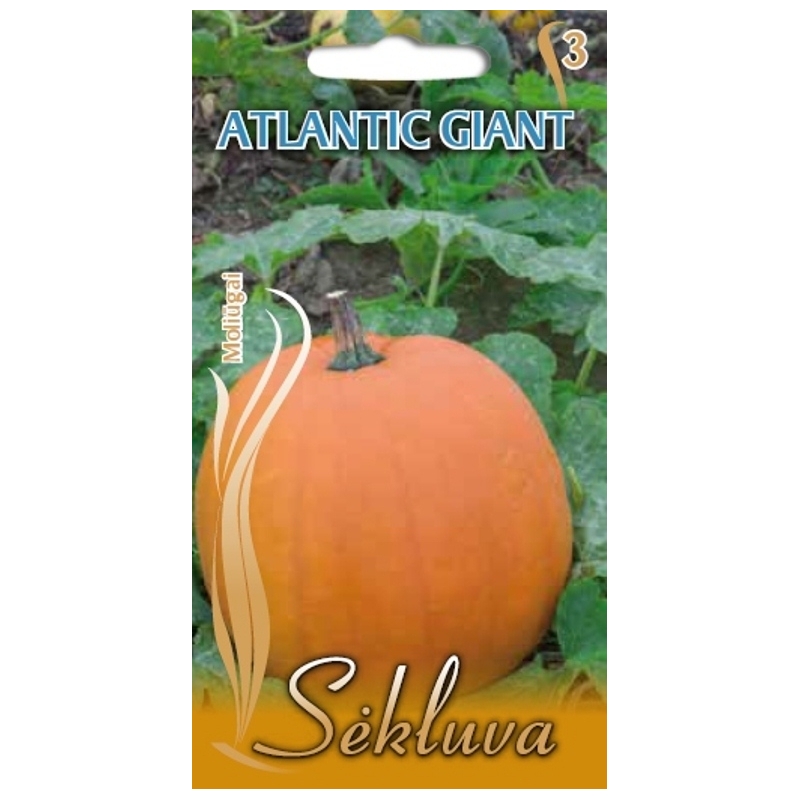 DIDIEJI MOLIŪGAI ATLANTIC GIANT 1,5gr. DIDIEJI MOLIŪGAI ATLANTIC GIANT 1,5gr.