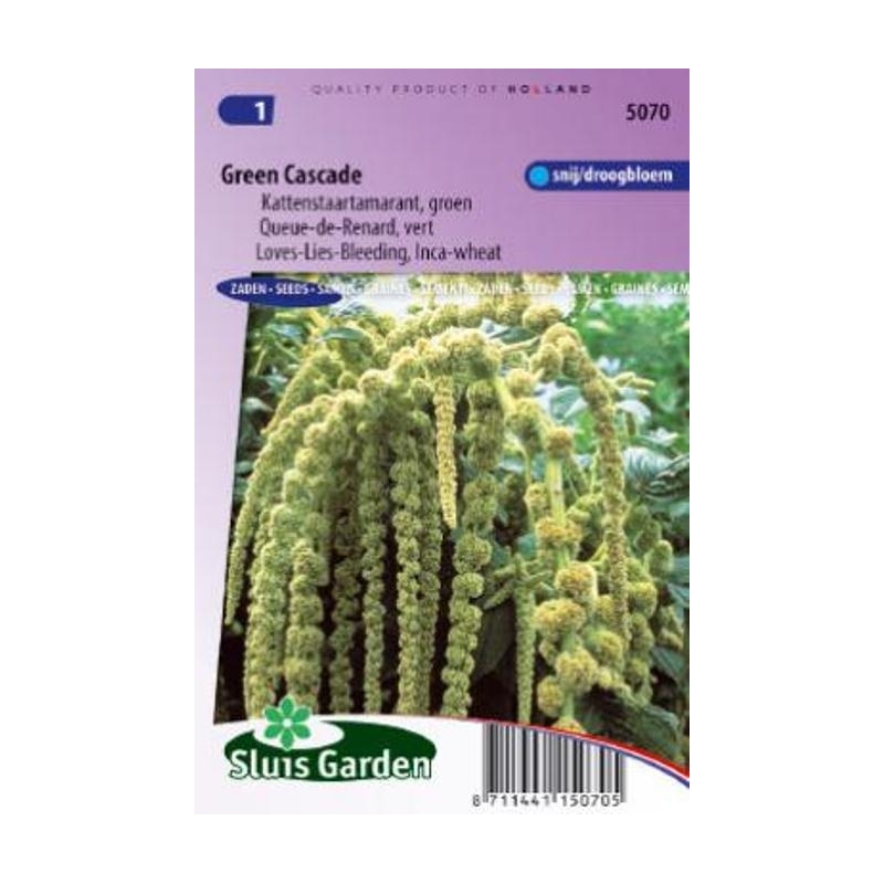 Uodeguotasis burnotis Green Cacade  750s.