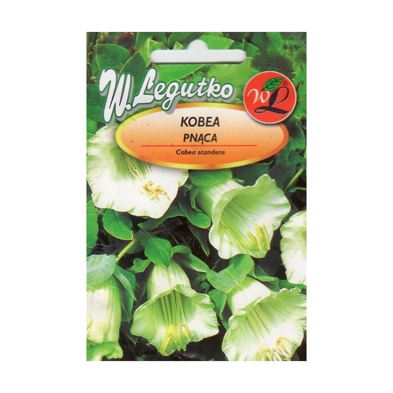 Kobėja lipikė (balta) 6s. Kobėja lipikė (balta) 6s.