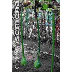 Paprastasis ilgamoliūgis Dipper  10s.