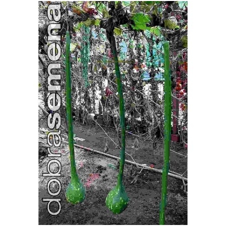 Paprastasis ilgamoliūgis Dipper  10s.