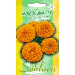 DIDIEJI SERENČIAI ANTIQUA F1 (ORANŽINIAI)   15s.