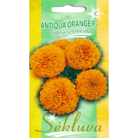 DIDIEJI SERENČIAI ANTIQUA F1 (ORANŽINIAI)   15s.