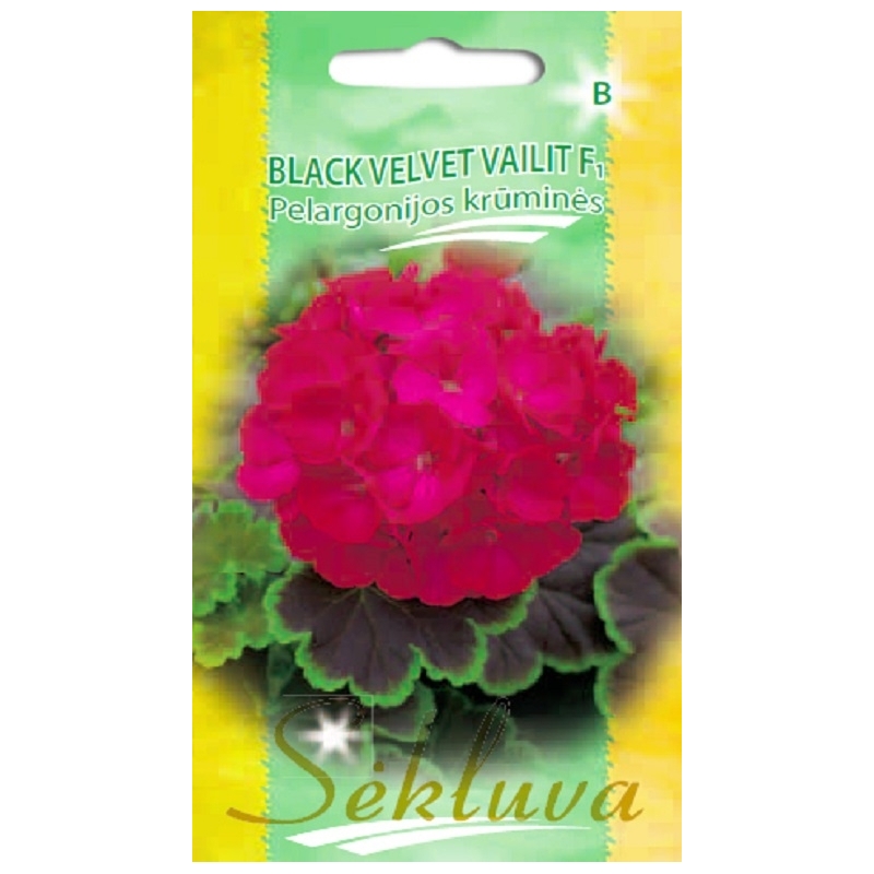 JUOSTUOTOSIOS (KRŪMINĖS) PELARGONIJOS BLACK VELVET VAILIT F1 5 sėklos JUOSTUOTOSIOS (KRŪMINĖS) PELARGONIJOS BLACK VELVET VAILIT F1 5 sėklos