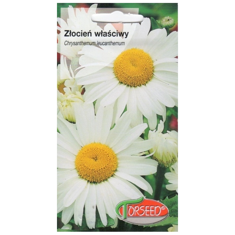 Paprastoji baltagalvė Shasta Daisy 0,5 gr. Paprastoji baltagalvė Shasta Daisy 0,5 gr.